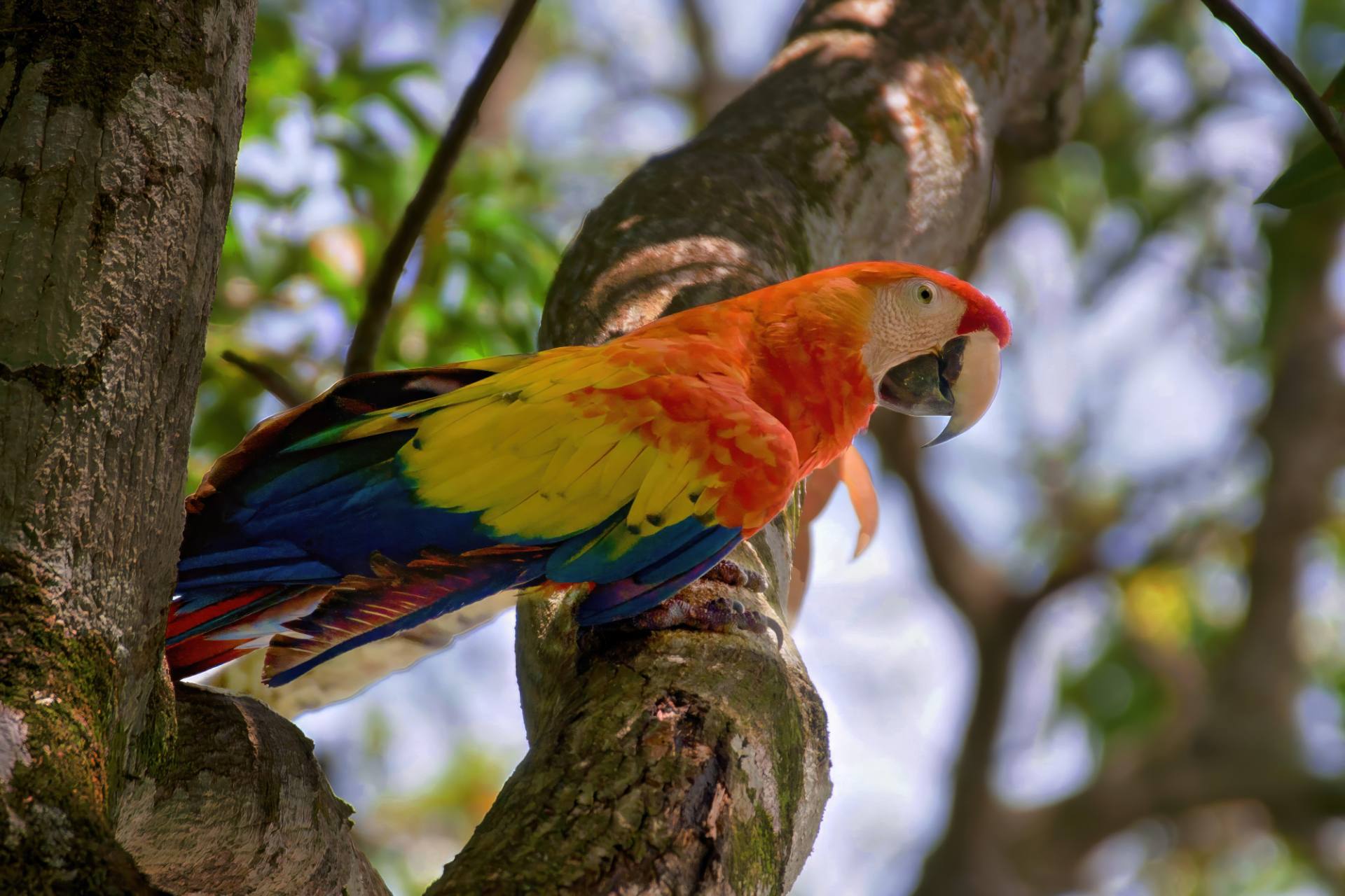 Scharlachara (Ara macao), auch Hellroter Ara oder Arakanga genannt